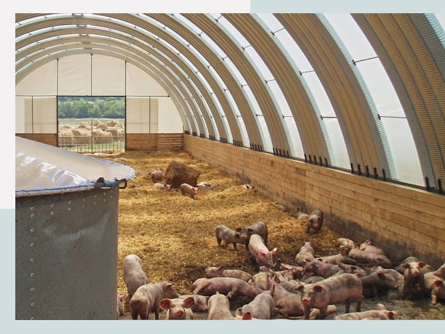 Строительство свинарников в Стрежевом