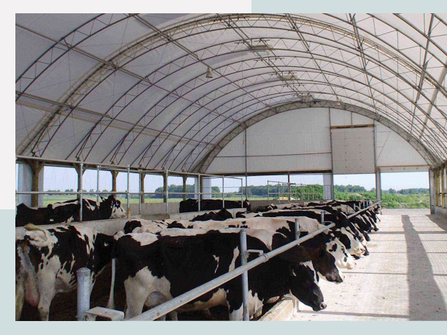 Тентовые коровники в Стрежевом